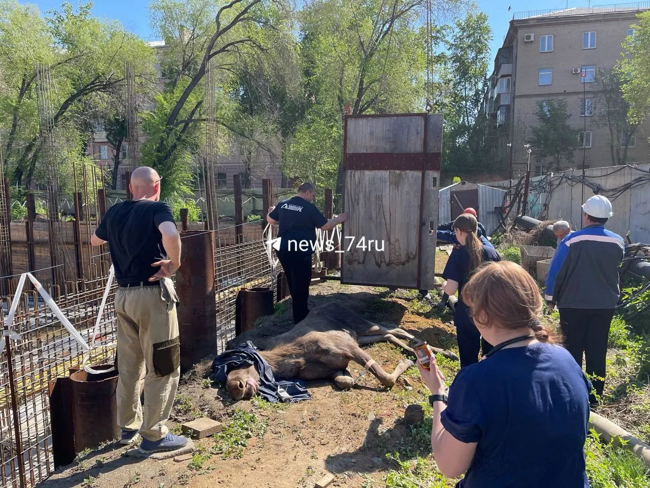 Лосиху, замеченную в городе, усыпили и осмотрели специалисты — её состояние оценили как удовлетворительное. После этого планируется возвращение животного в лес.