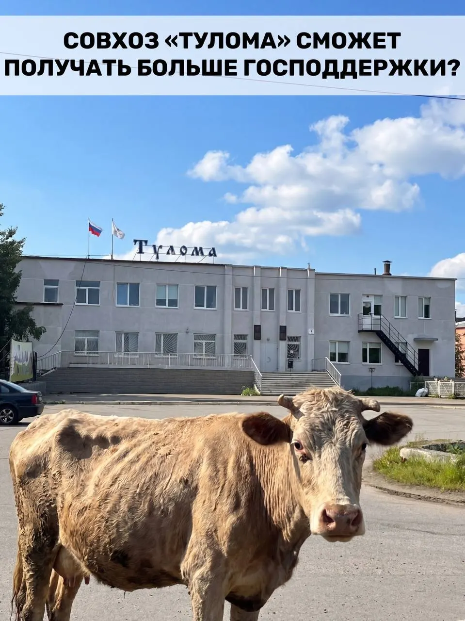 Федеральные субсидии теперь доступны и хозяйствам с долей государства или муниципалитета свыше 25%. Для Мурманской области это важно, но сотрудники совхоза «Тулома» сообщают о критической ситуации и сомневаются, что поддержка придёт вовремя.