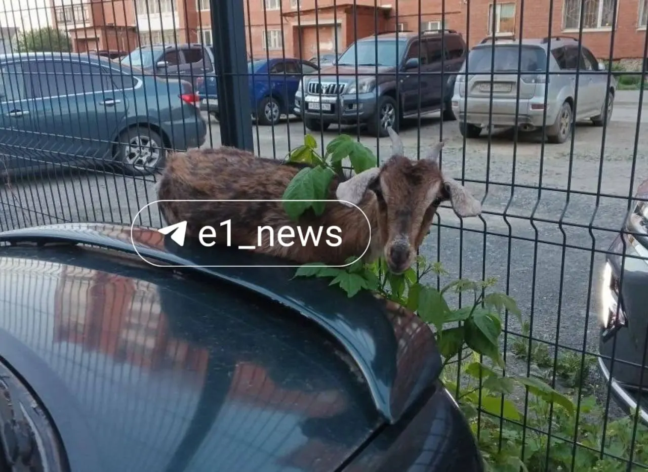 Во дворе Екатеринбурга козлёнок, испугавшись собаки, застрял между забором и припаркованной машиной. Водитель пришёл на помощь — животное не пострадало, у машины остались повреждения.