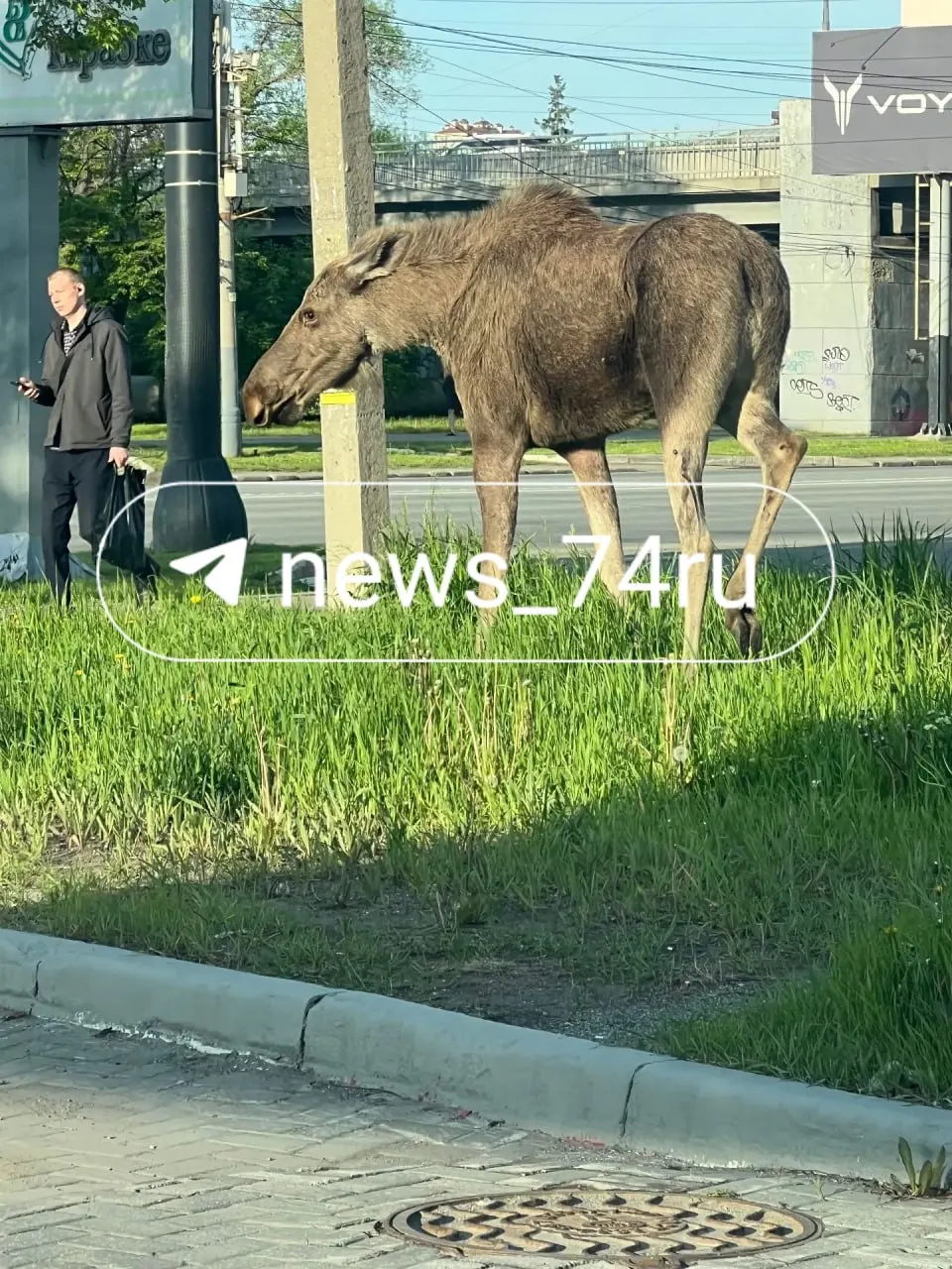 Утром в центре города прохожие заметили дикое животное — в ЕДДС подтвердили поступление нескольких сообщений, происшествие вызвало волну обсуждений среди горожан.