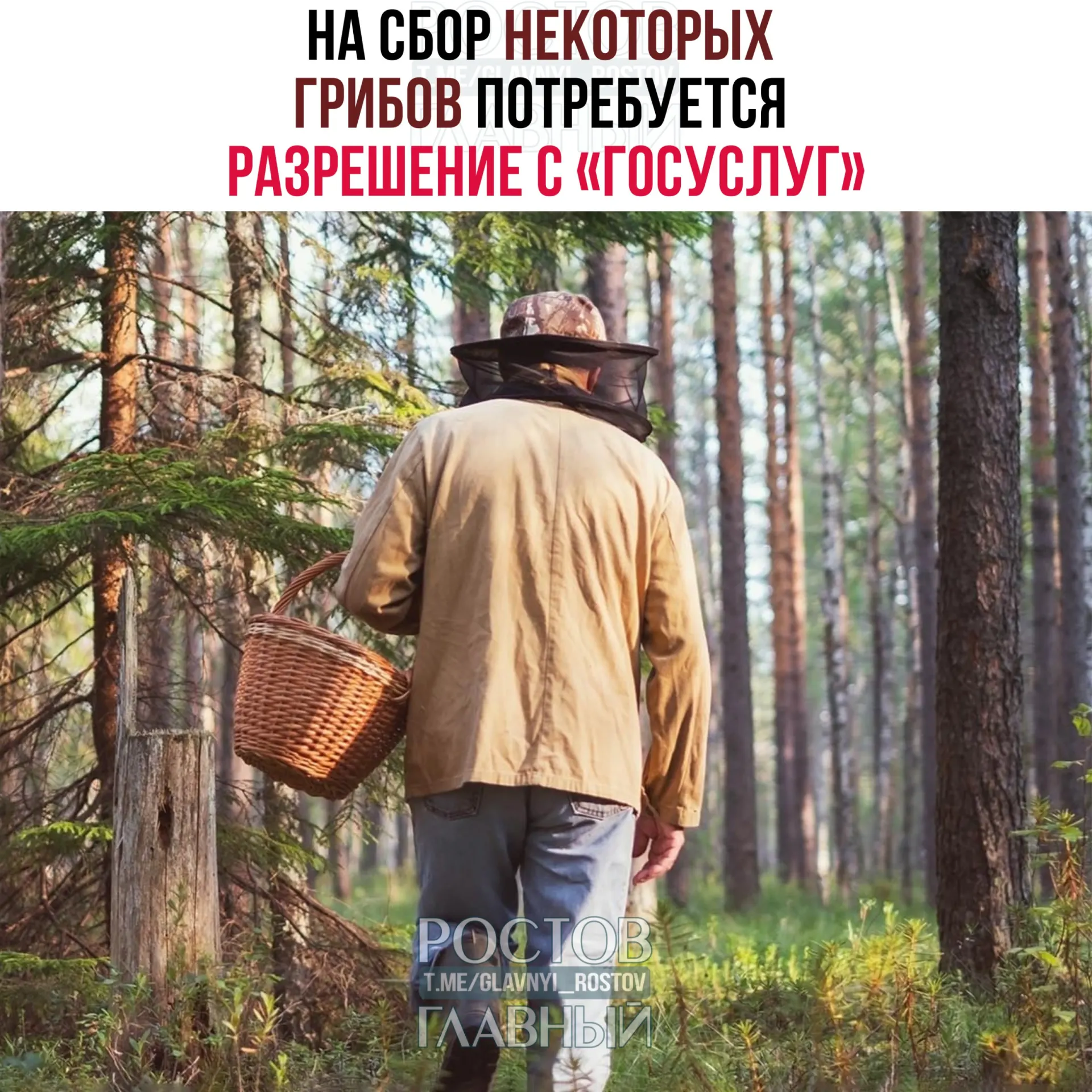 С 1 сентября 2027 года для сбора ряда грибов потребуется оформление электронного пропуска на портале Госуслуг. Заявки будут рассматривать до 15 дней, за сбор краснокнижных видов без разрешения грозит уголовная ответственность.