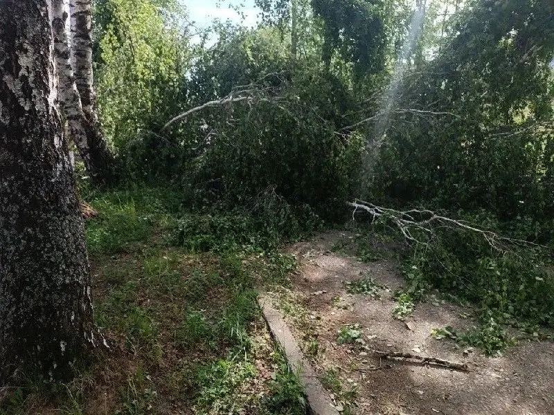 В Чайковском из‑за сильного ветра дерево упало на подростка (девушку). Пострадавшая скончалась, следователи выясняют обстоятельства.