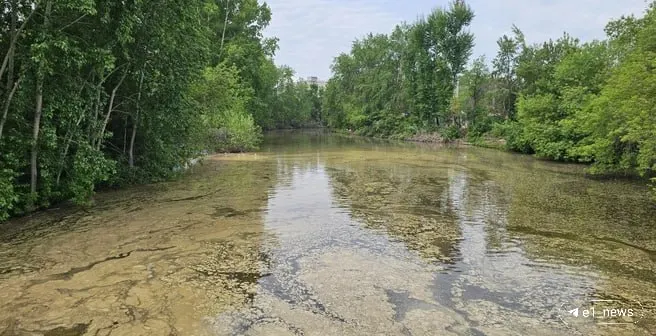 Вода в Исети изменила цвет: на поверхности виден слой березовой пыльцы, что указывает на очень высокую концентрацию аллергена в воздухе.