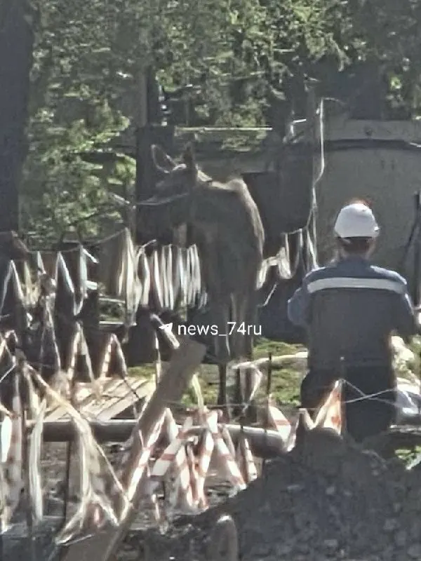 Уставшая от городского шума лосиха спряталась на территории строительства «Меридиан» в Челябинске. На место прибыли специалисты министерства экологии, которые организовали забор животного.