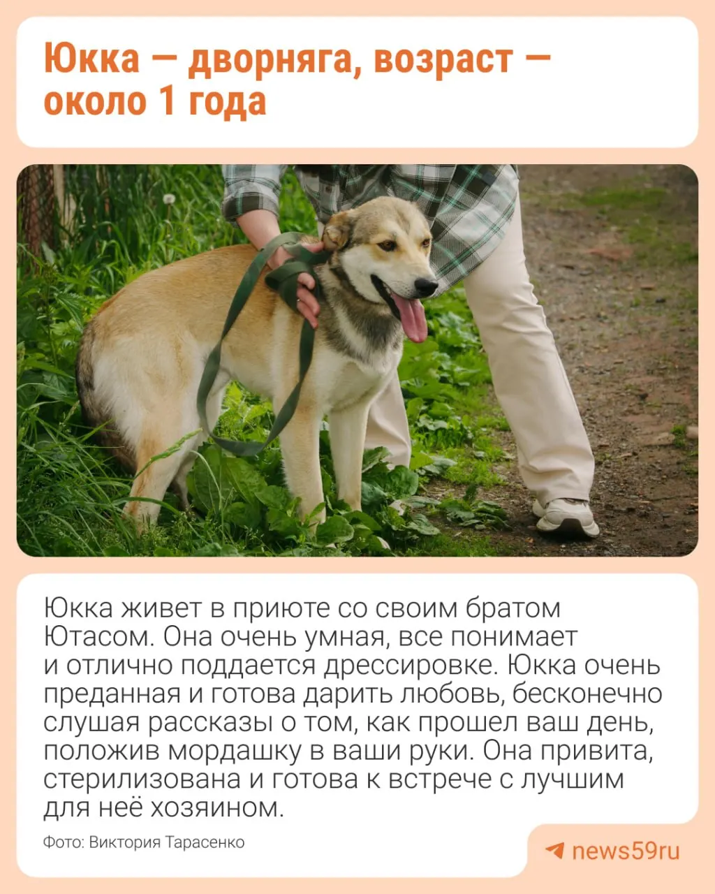 В молодёжном театре Перми показали фотовыставку животных, ожидающих усыновления. Проект подготовлен совместно с приютом и тематически связан с моноспектаклем «Каштанка».
