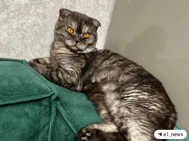 В коттеджном посёлке под Екатеринбургом нашли убитым полуторогодовалого кота по кличке Бэкс — его, по словам хозяев, застрелили из пневматического оружия. Владельцы пока не писали заявление в полицию, но пытаются выяснить личность нападавших.