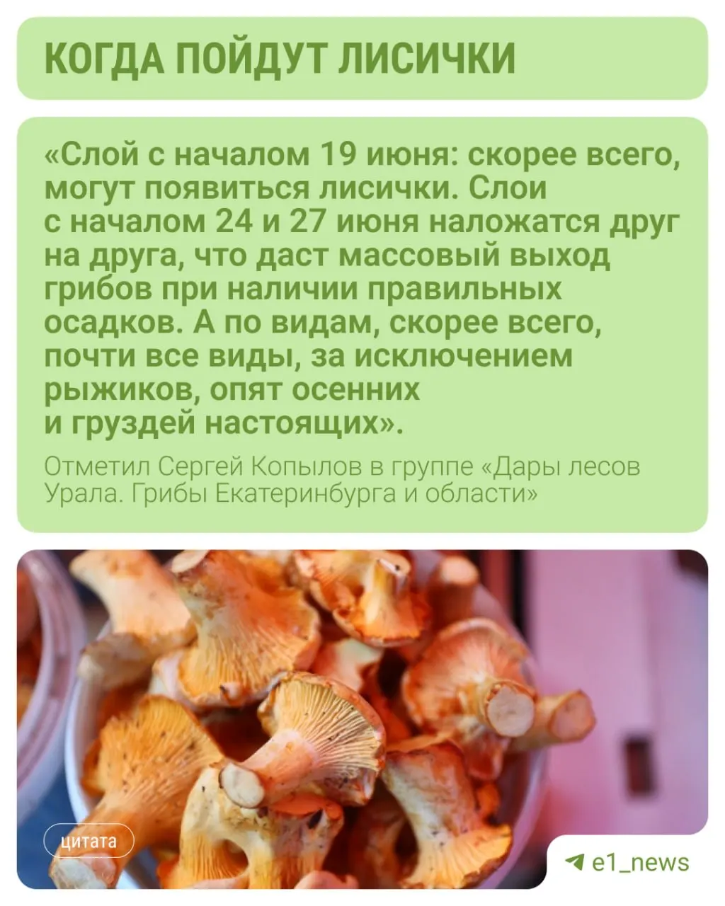 Грибной метеоролог прогнозирует, что первые лисички в уральских лесах появятся после 19 июня; эти грибы редко гниют и почти не поражаются червями.