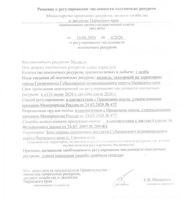 Минприроды Пермского края распорядилась об отстреле медведя в Гремячинске: животное признано опасным для людей, варианты с усыплением и вывозом сочли неэффективными.