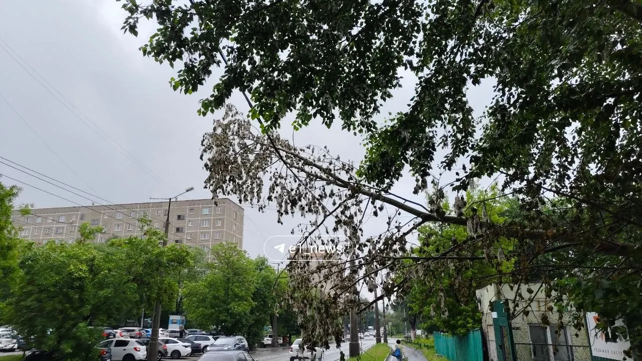 Жители дома на Посадской, 22 сообщают, что упавшее дерево застряло на линиях электропередач уже неделю — аварийные службы не отвечают, под проводами продолжают ходить люди.