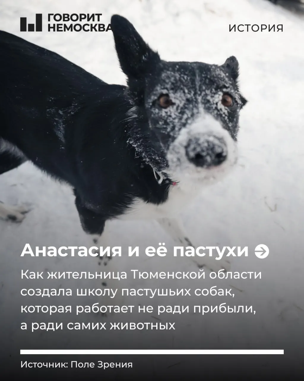 В тюменской школе «Черная овечка» обучают пастушьих собак управлять стадом — так владельцы возвращают питомцам их природные навыки и снижают риск поведенческих проблем в городе.