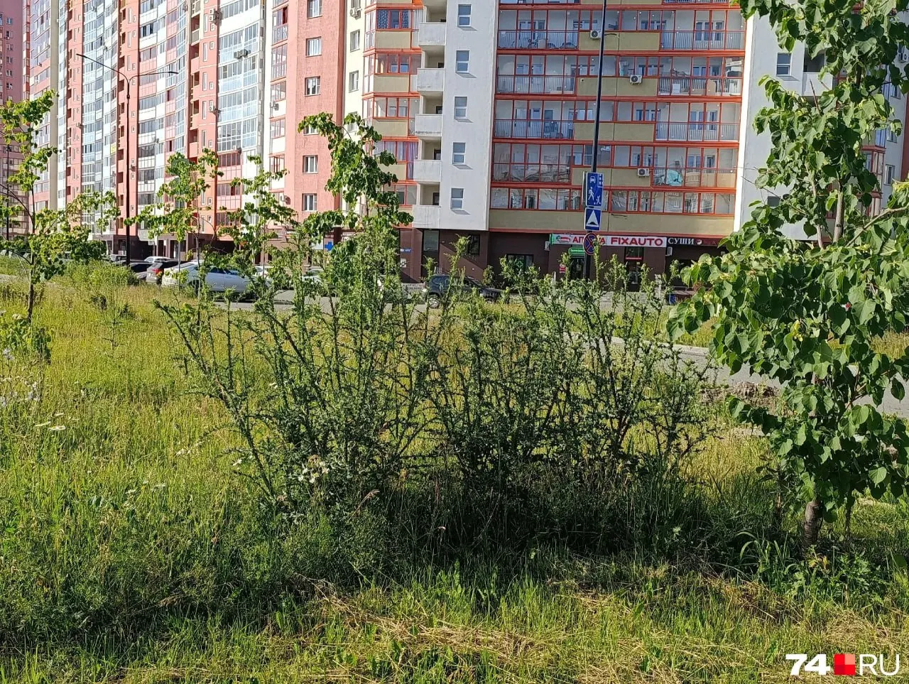 Горожане сообщили, что сквер в жилом комплексе зарос сорняками до роста человека. Власти пообещали вскоре скосить траву и привлечь к ответственности подрядчика.