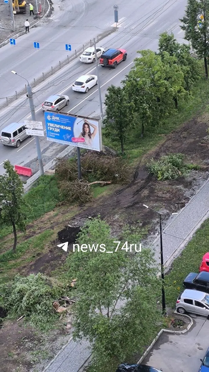 На участке между улицами Чичерина и 40-летия Победы в рамках реконструкции вырубили шаровидные ивы — по проекту на участке с каждой стороны планируют снести по 16 деревьев, всего по плану убрать 119 деревьев.
