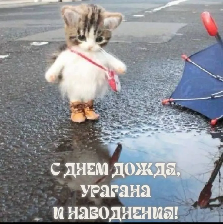 Пасмурно, ожидаются сильный дождь и грозы; дневная температура поднимется до +21 °С.