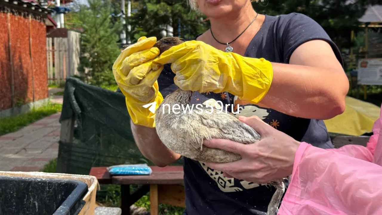 Загрязнённых уток отлавливают, промывают раствором моющего средства с крахмалом и держат в домике базы отдыха — птицы сушатся, питаются и плавают в чистом детском бассейне.