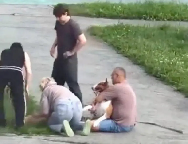 Днём в Академическом районе на видео попал момент нападения бультерьера на собаку декоративной породы. Владелец пытался разнять животных, но шпиц скончался.