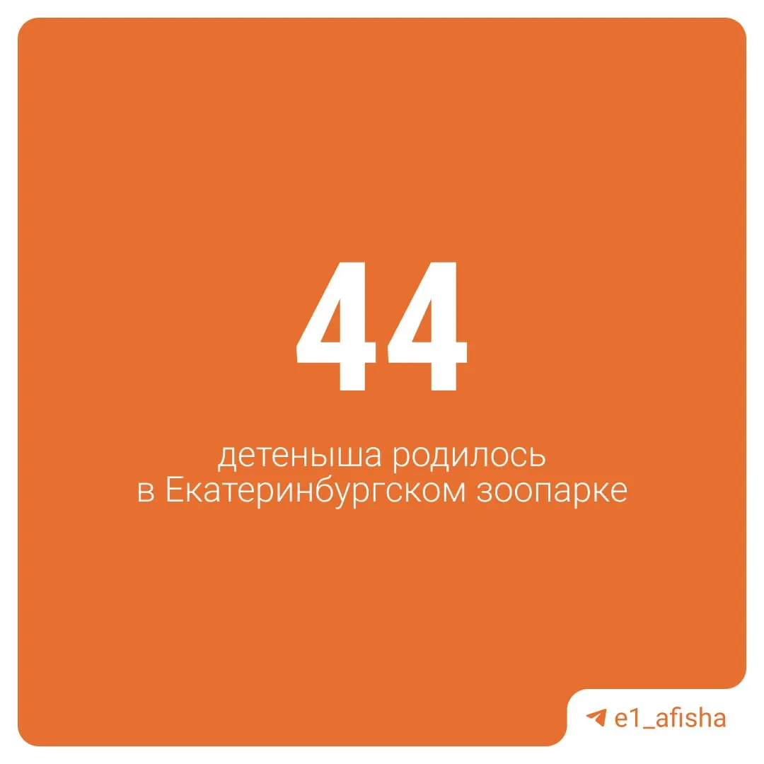 В 2026 году в екатеринбургском зоопарке появилось 44 детёныша — пополнение у гиббонов, колобусов, мартышек, носух и других видов.