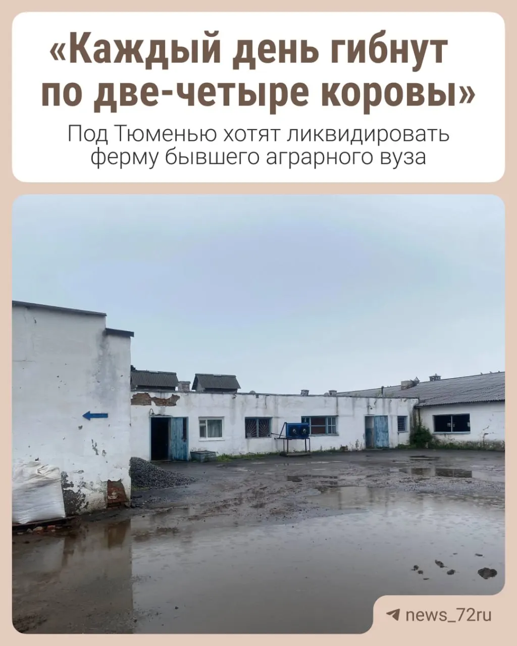 В учебно-опытном хозяйстве, принадлежащем бывшему аграрному вузу, могут полностью свернуть животноводческое направление: сотрудники увольняются, хозяйство приходит в упадок, не хватает средств на лечение животных.