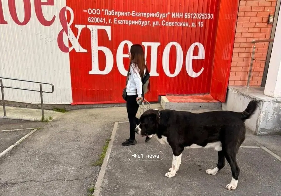 Ссора между родственниками переросла в взаимные жалобы в полицию: одна из собак получила серьёзные травмы, по факту начата проверка.
