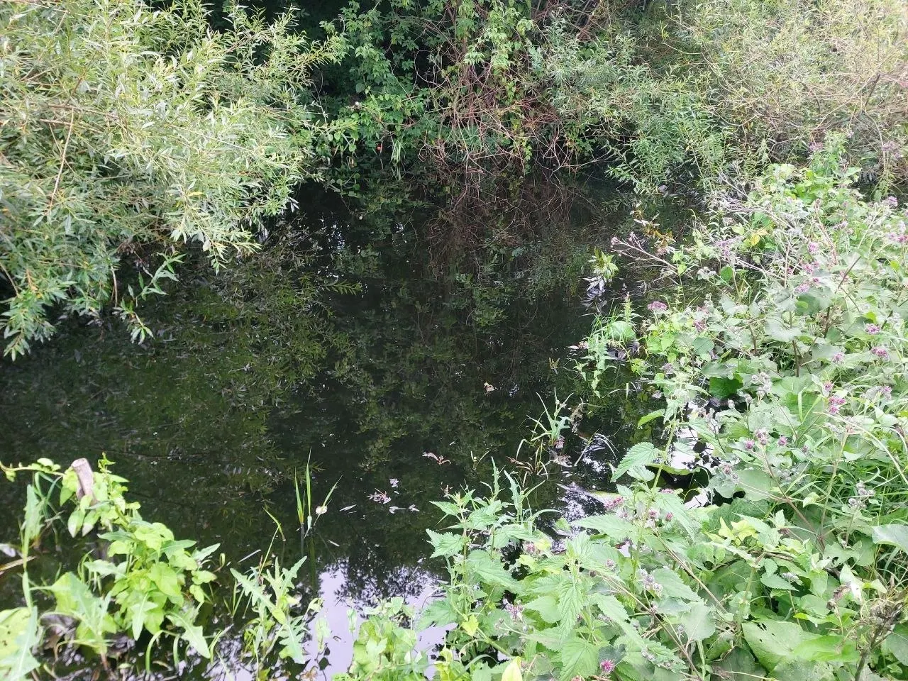 Жители заметили почернение воды и масляные следы у домов и огородов на Мулянке; публикуются фотографии загрязнения.