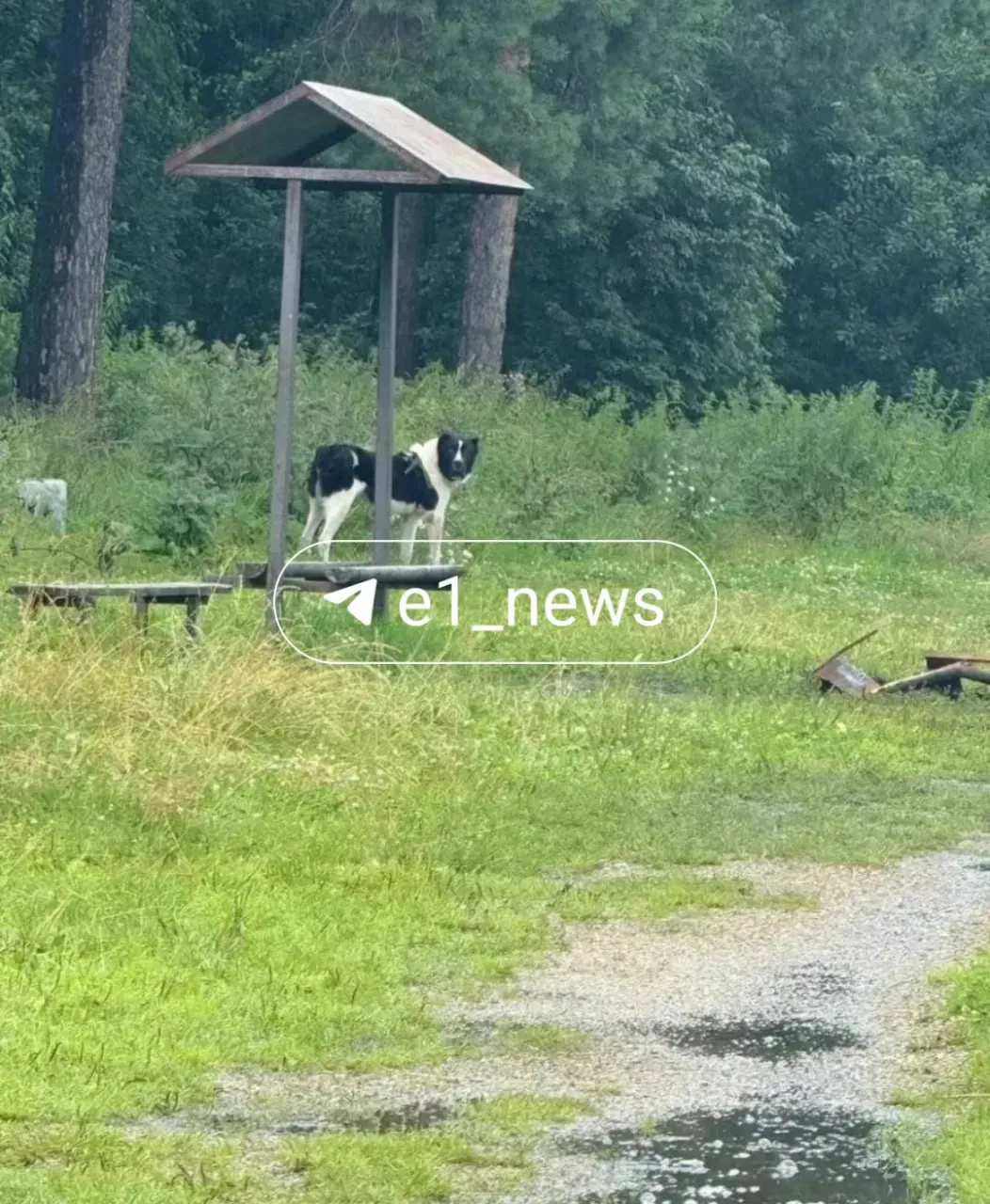 В Кольцово в парке «Малый Исток» замечен агрессивный алабай без поводка и намордника. Жители боятся за детей и домашних животных.