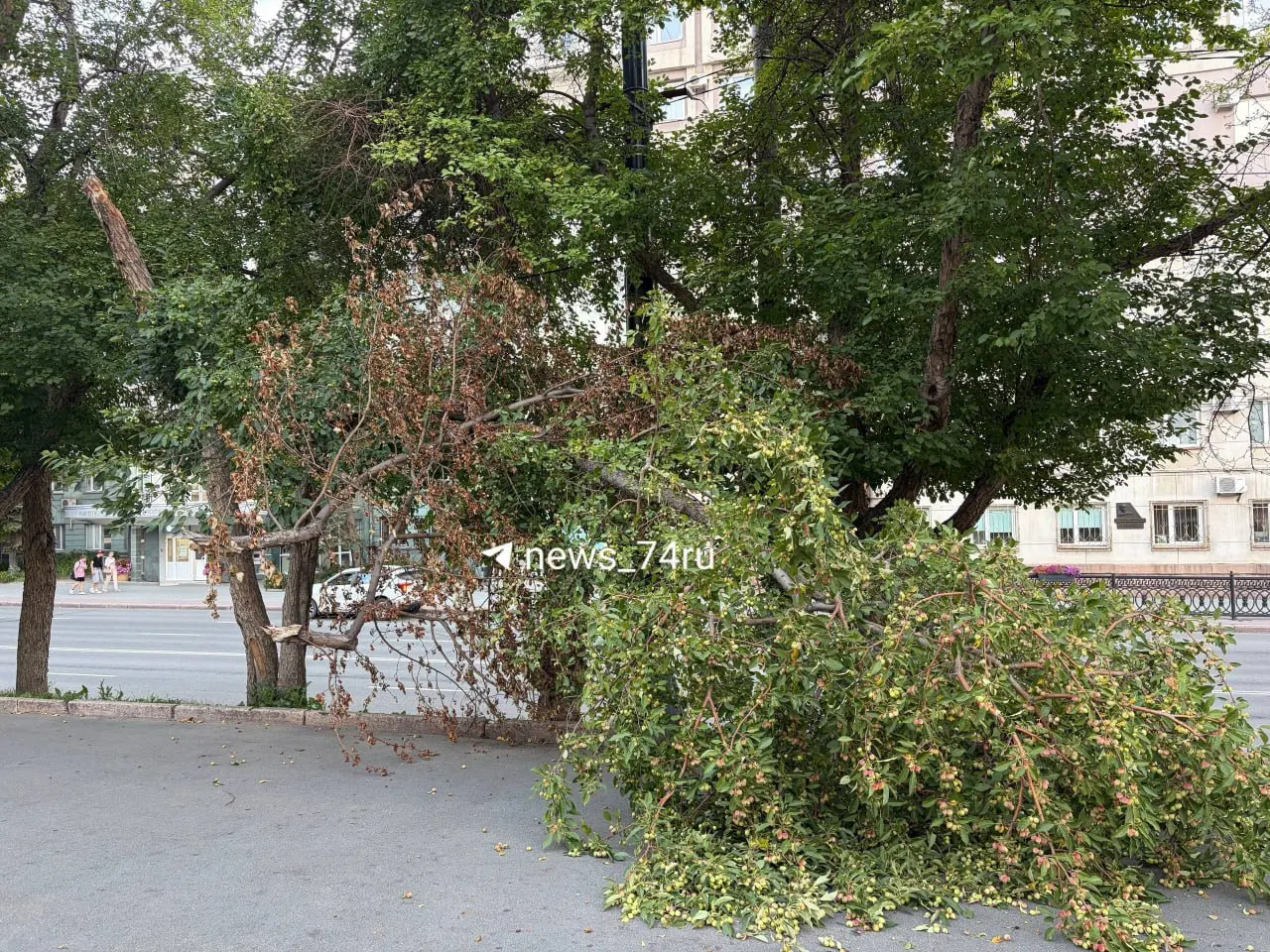 Сильный ветер повалил дерево на тротуаре рядом с ТЮЗом в Челябинске — очевидцы присылают фото и указывают адреса.