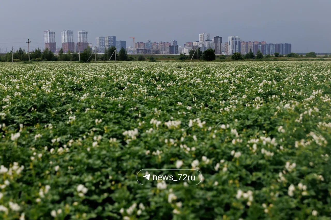 Утром в Тюмени около +25°C, днём до +33°C. С 20:00 до 23:00 прогнозируют слабый дождь; вечерняя температура +25…+29°C.