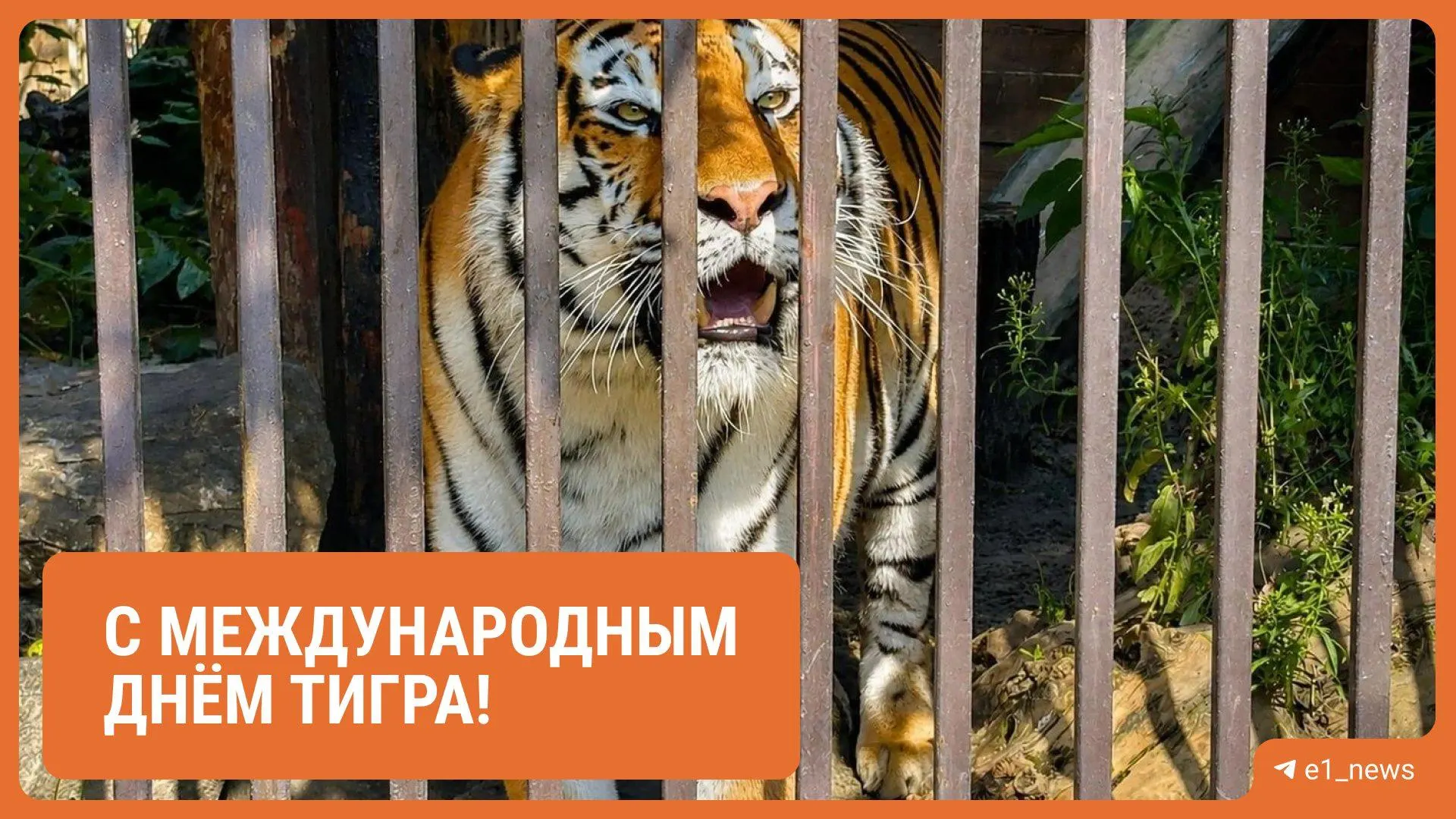 Джагар и Джуна получили показательное кормление, для посетителей прошли мастер-классы и экскурсии. С 2018 года за содержание тигров платит «Уральские авиалинии», а более 30 компаний участвуют в программе корпоративной опеки.