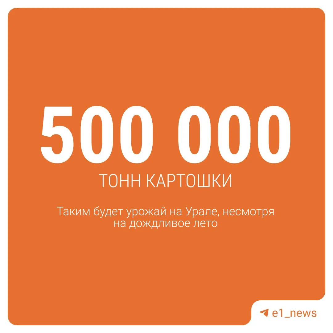 Свердловская область готовится к обильному сбору картофеля, свёклы и моркови, а также к урожаю зерновых — около 350 центнеров с гектара и порядка 600 000 тонн зерна.