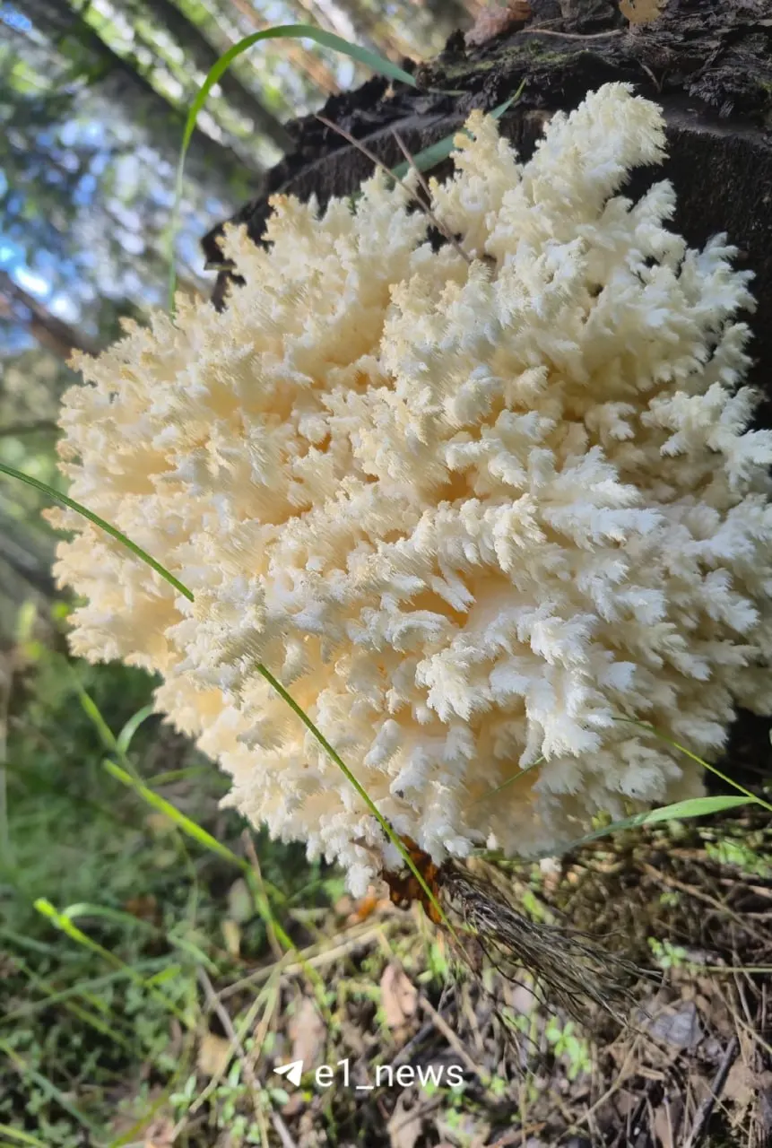 Редкий коралловый ежовик обнаружен уральскими грибниками в Камышловском районе. Сбор таких грибов запрещён.