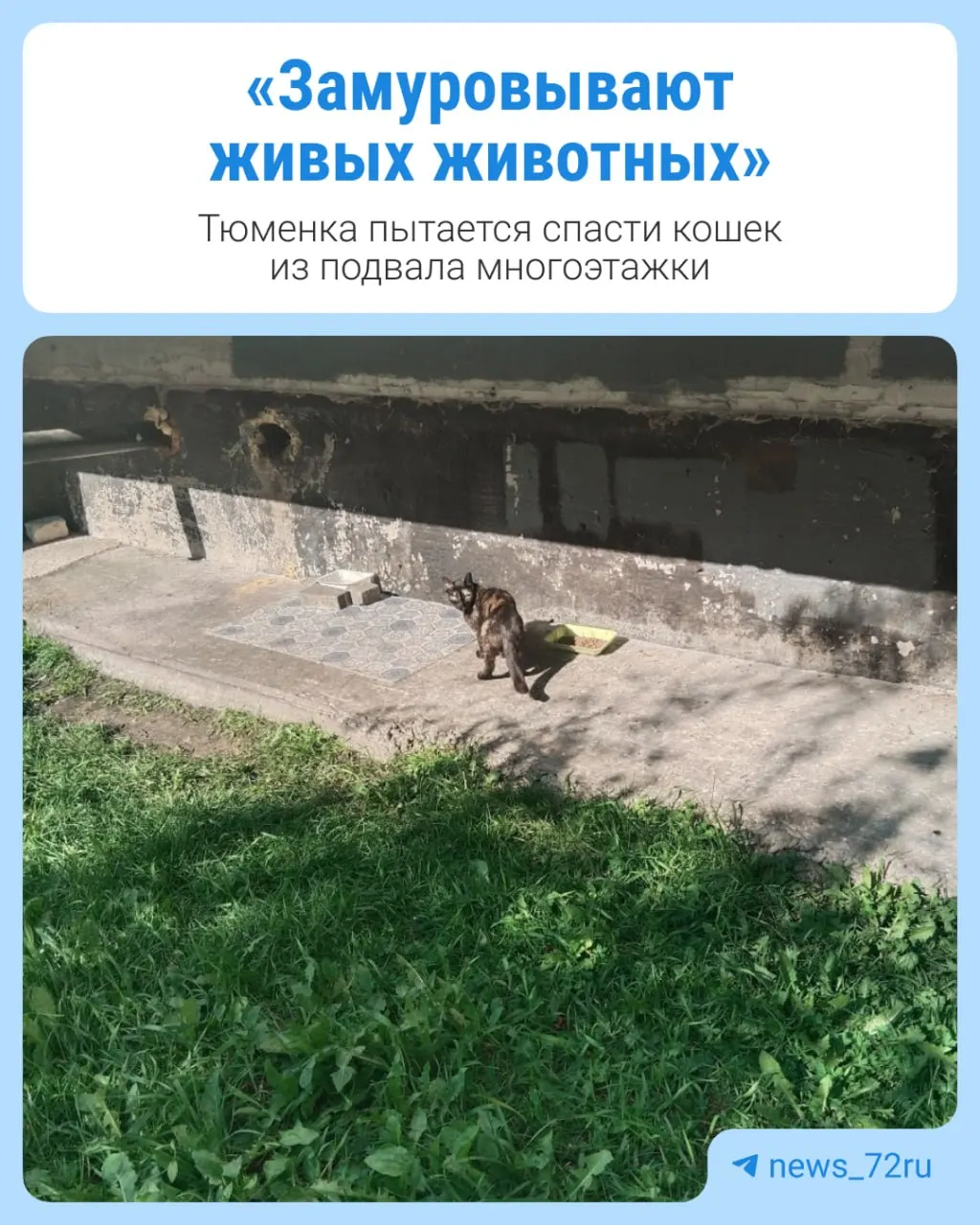 В жилом доме на улице Баумана жильцы обнаружили больных котят после того, как отверстия, через которые животные могли выбраться наружу, закрывали решётками и монтажной пеной. Четверых котят уже взяли на лечение; одного котёнка и маму ищут.