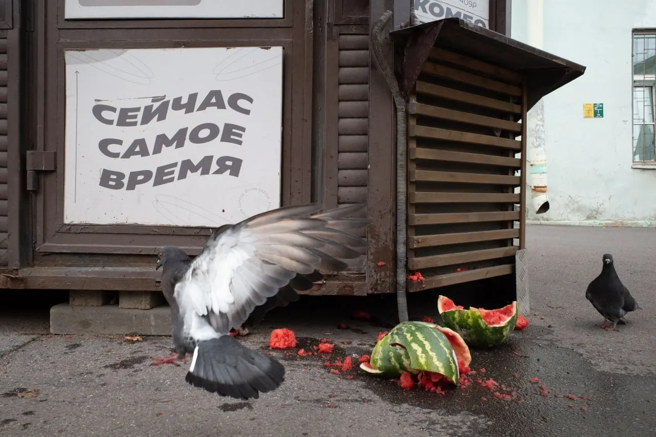 В Петербурге и Ленобласти вынесли штраф за антивоенные высказывания и провели панихиды; по России и миру публикуются новости о выборах, перестановках в Минобороны и кибератаках.