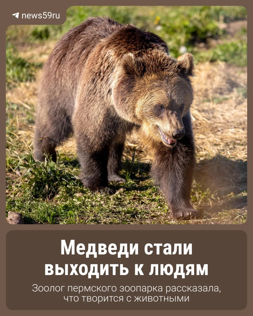 Эксперты фиксируют рост активности медведей по всей России с начала лета, что влияет на безопасность туристов и населённых пунктов.