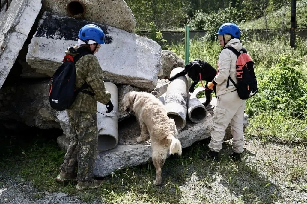 В Челябинске обучают собак для поиска тел российских военных на Украине. Животных разных пород учат работать под обстрелами и в разрушенных зданиях, чтобы находить погибших на фронте.
