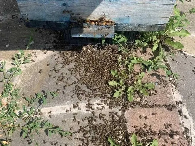 После жалоб пасечников выявлена обработка полей опасными химикатами без уведомления пчеловодов; погибло примерно 5 млн пчелосемей. Были взяты пробы и выданы предупреждения руководителям хозяйств.