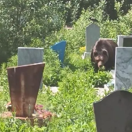 Учёные фиксируют рост случаев приближения медведей к городским территориям региона в поисках пищи.