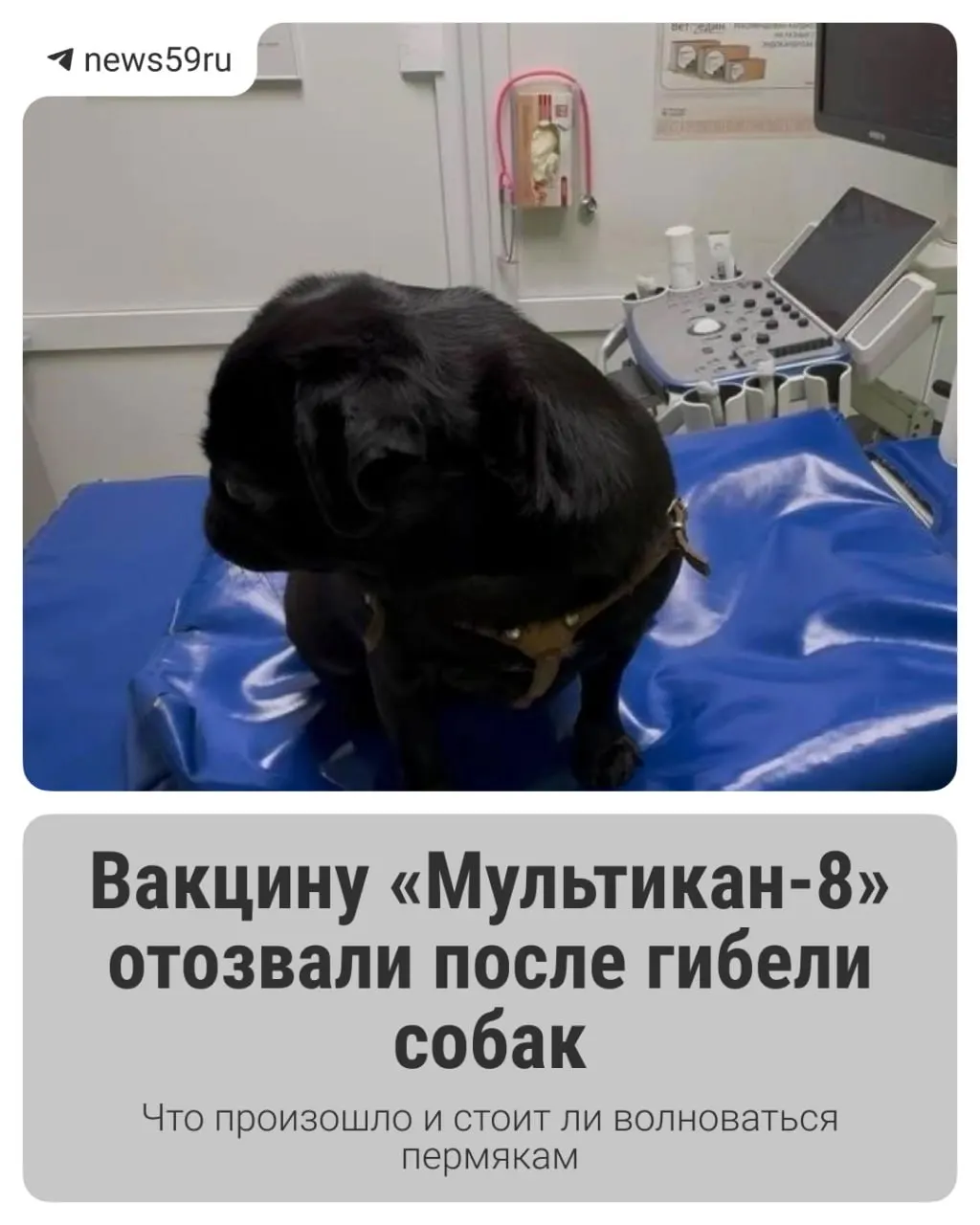 Производитель отзывает серию вакцины и инициирует проверку; ситуацию обсуждают владельцы животных и ветеринары региона, включая город Пермь.