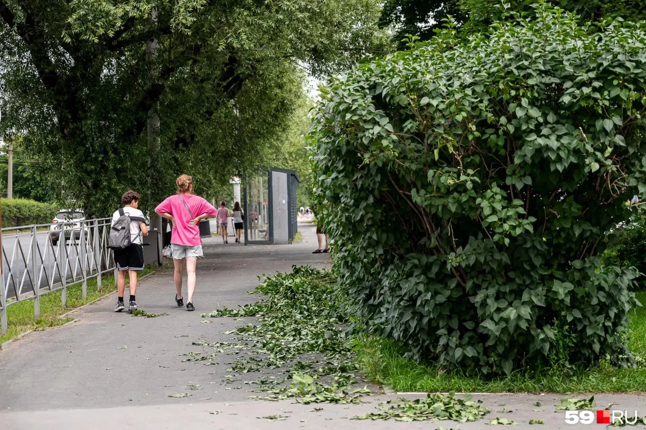 Первая декада будет прохладной и сухой, кратковременное потепление возможно 8–9 августа; середина месяца может оказаться холоднее нормы, а вторая половина — близка к климатической норме.