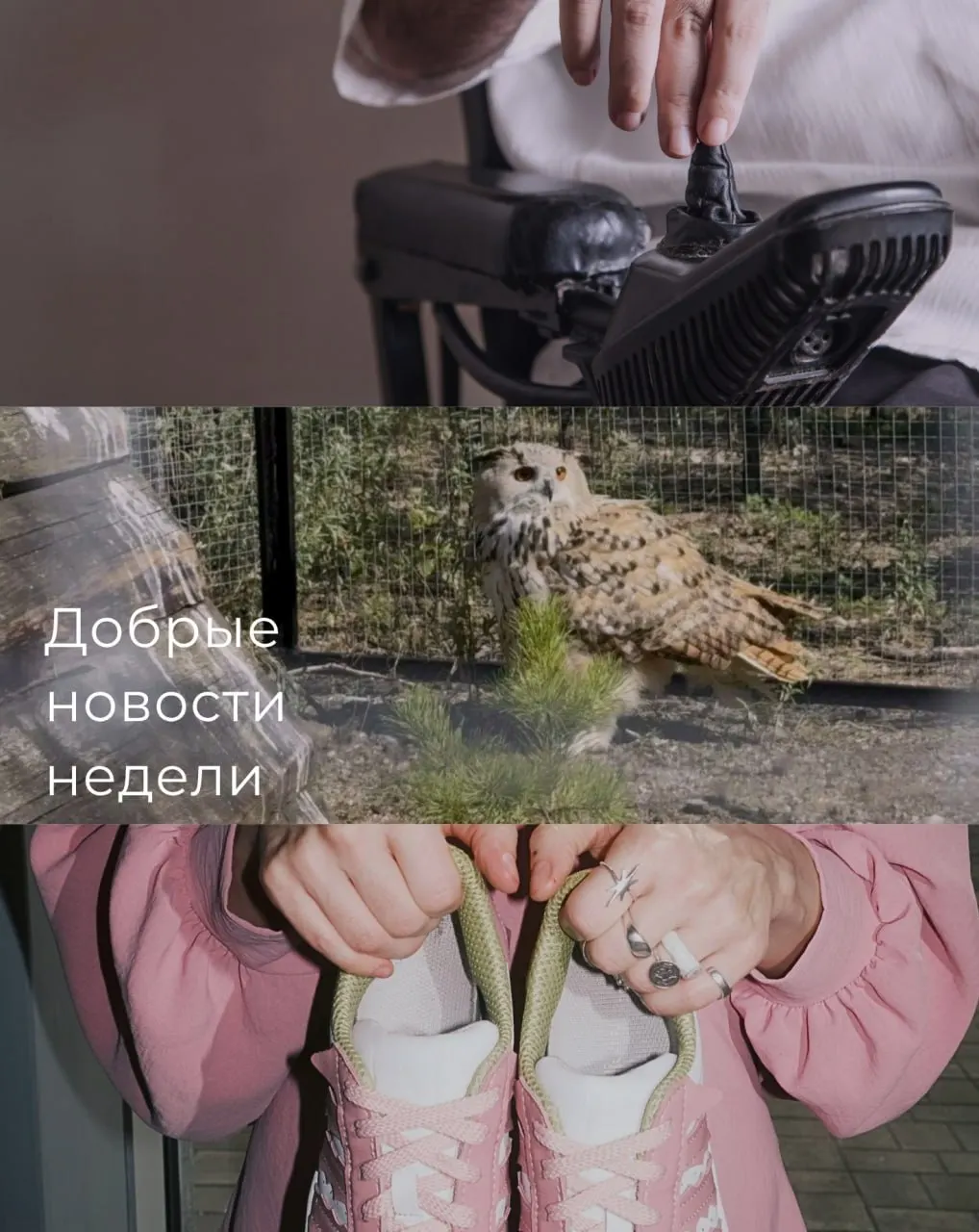 Коротко о главных событиях региона: спортивные достижения, экологические сюрпризы и необычные проекты.