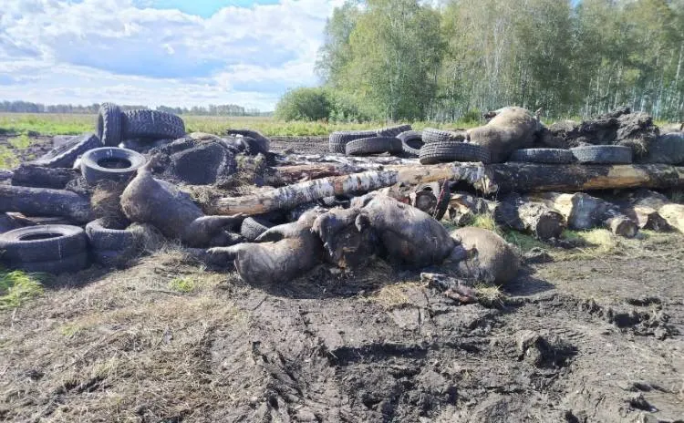 В Абатском, Аромашевском и Викуловском районах продолжают конфисковать свиней по подозрению в болезни; возникают вопросы по компенсациям.