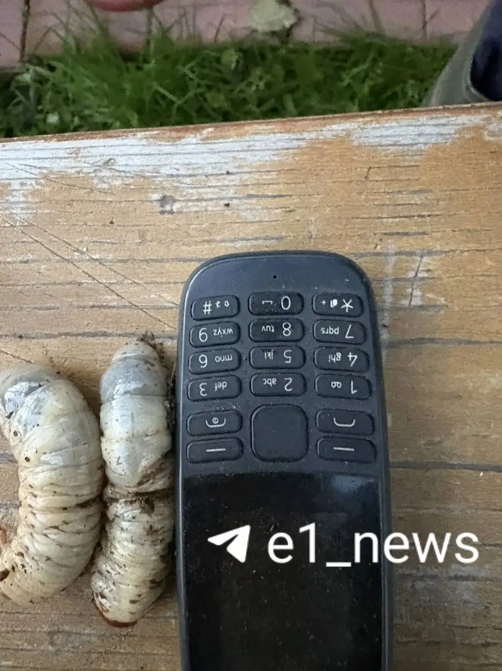 В Краснотурьинске нашли крупные белые личинки в навозе; местные жители планируют глубокую перекопку и обработку почвы ради защиты культур.