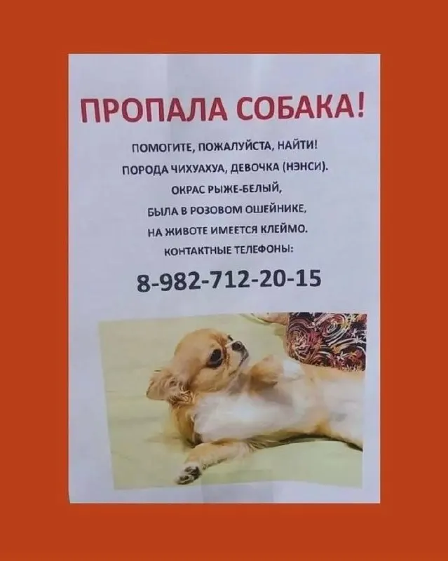 Владельцы двух собак сообщили об исчезновении одной чихуахуи после прогулки в Екатеринбурге; полиция ведет расследование.