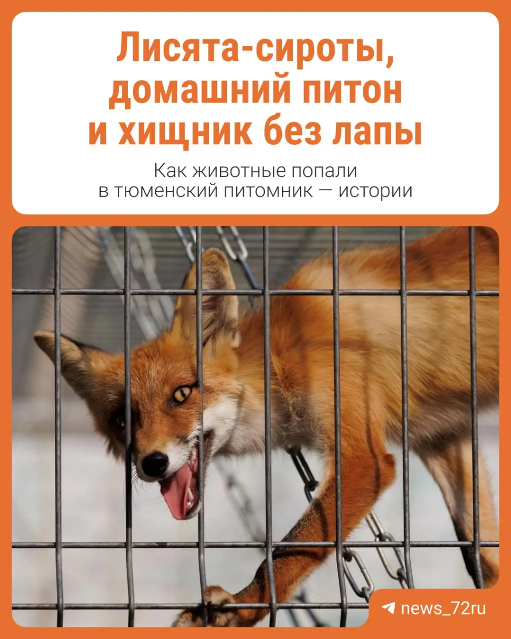 В тюменском центре реабилитации диких и экзотических животных ухаживают за раненными зверями и публикуют новости о новых поступлениях.