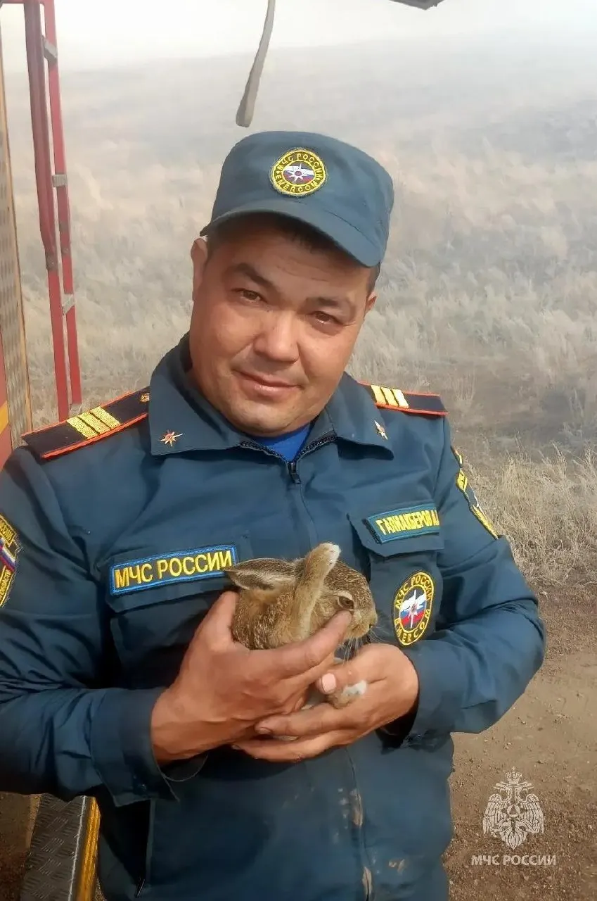 Во время тушения природного пожара возле поселка Мусин к сотрудникам МЧС выскочил зайчонок; его напоили водой и передали местным жителям, которые обещали заботиться и выпустить зверька обратно в лес.