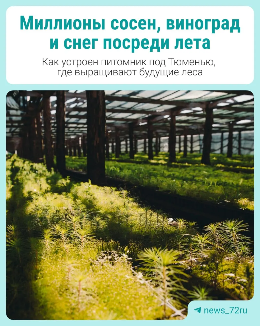 В Заводоуковском округе сотрудники питомника собирают семена, выращивают молодые деревья и расширяют лесные площади рядом с тепличными комплексами и виноградниками.