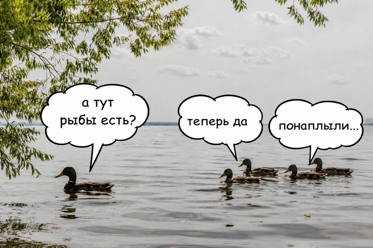 Выпуск более 200 тысяч мальков сазана призван поддержать биобаланс водохранилища и снизить летний запах цианобактерий за счёт естественного контроля водорослей.
