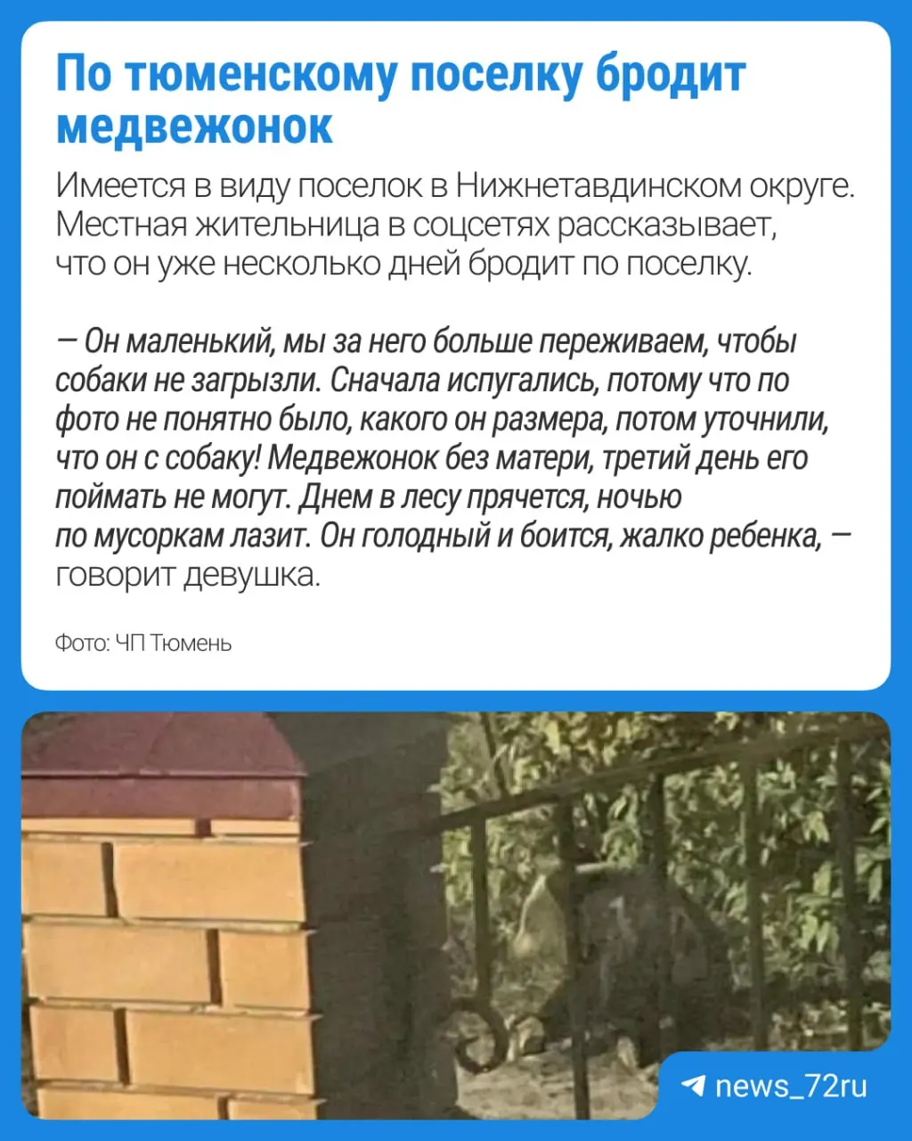 Спецслужбы выехали на отлов зверя; жители просят не выходить на улицу и не мешать работе служб.
