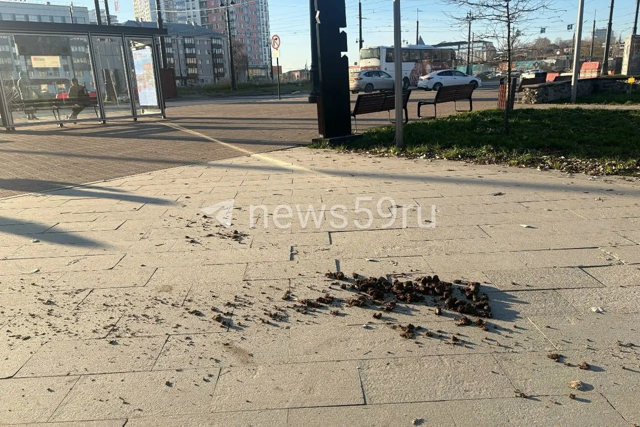 Горожане сообщают о кучах навоза на центральных скверах и тротуарах после дежурств конного патруля; власти обещают разобраться.