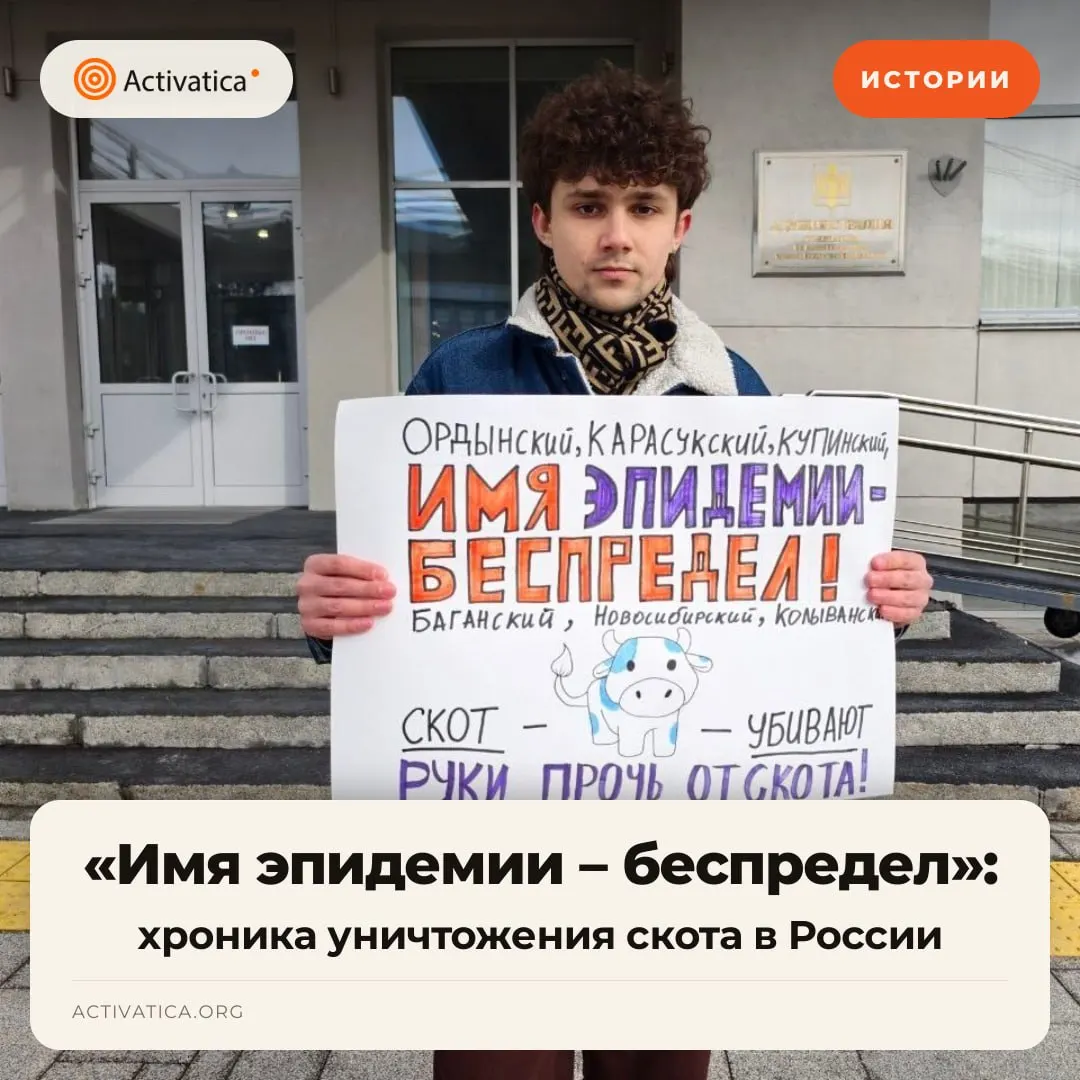 В 2026 году регионы России столкнулись с массовым уничтожением скота под предлогом эпизоотий, что спровоцировало протесты фермеров и уголовные дела против участников.