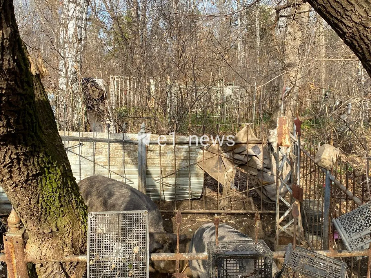 В Екатеринбурге на Никольском кладбище дикие свиньи вырывают могилы ветеранов, ломают памятники и вызывают тревогу у посетителей.